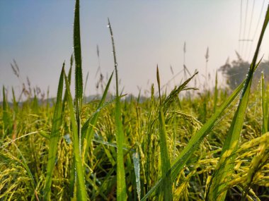 Sabah doğal makro çekim..