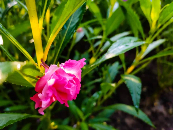Malá růžová květinka zblízka. — Stock fotografie