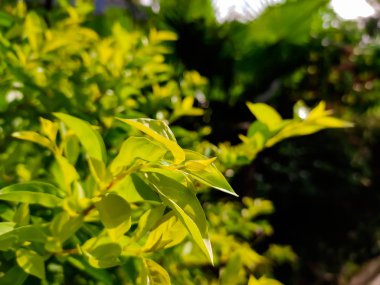 Yaz günlerinde doğal makro çekim..