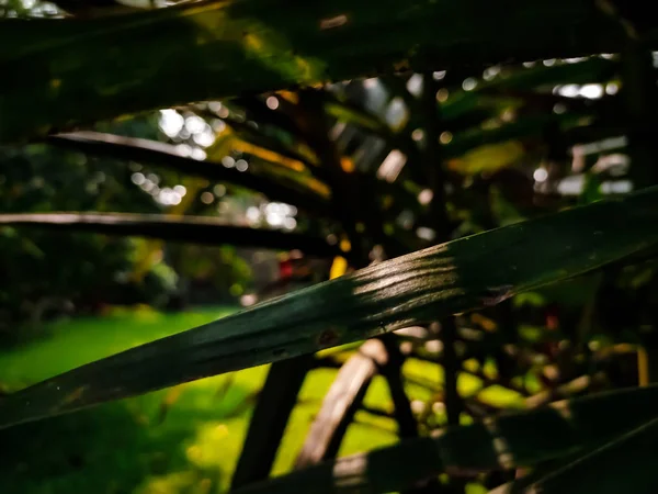 Natural macro shot in the day time. — Stock Photo, Image