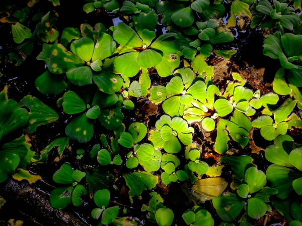 緑色の水レタス. — ストック写真