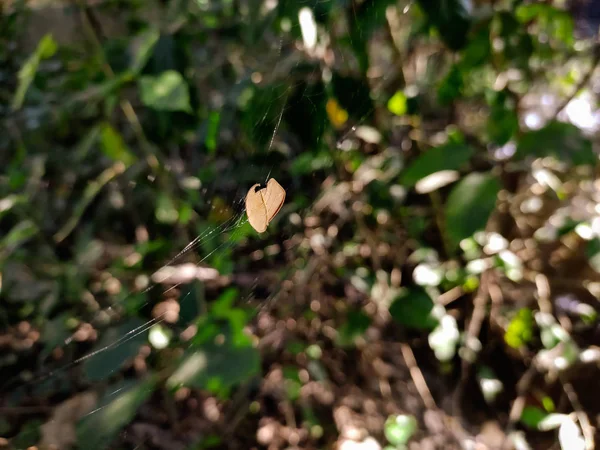 Petite feuille sèche macro shot . — Photo