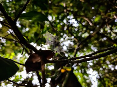 Ormanda doğal makro çekim..