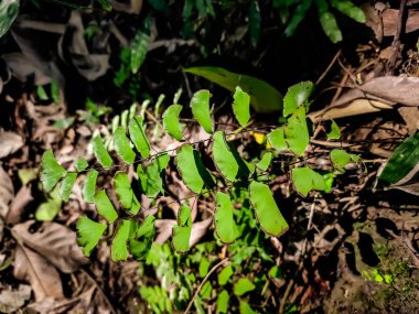 Yaz günlerinde doğal makro çekim..
