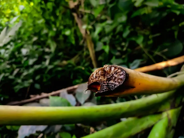 Naturligt makro skott på morgonen. — Stockfoto