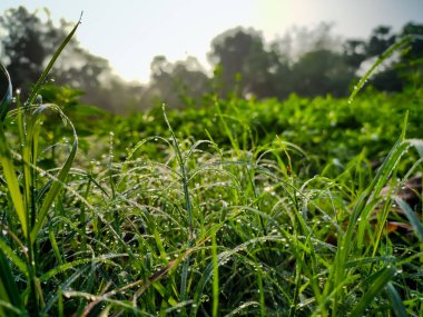 Doğal makro fotoğrafçılık.