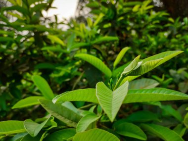 Yakın görünüm yerleştir.