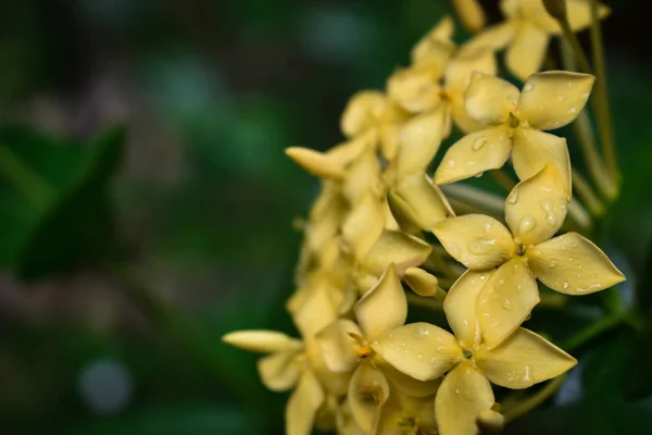 Flower macro shot. — Stock Photo, Image