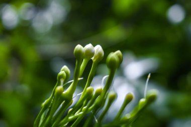 Yağmurlu bir günde çiçek makrosu..