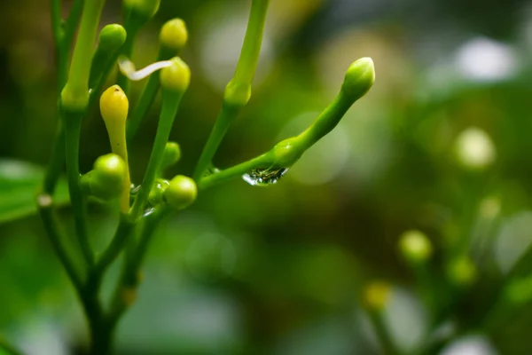 Gros plan naturel un jour de pluie . — Photo