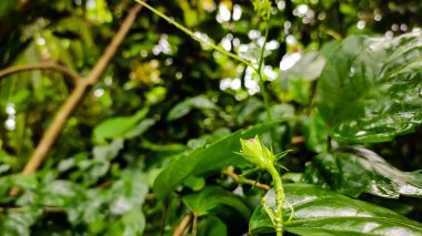 Yağmurlu bir günde doğal makro çekim.