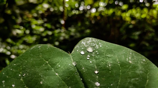 Капля Дождя Падает Зеленый Лист — стоковое фото