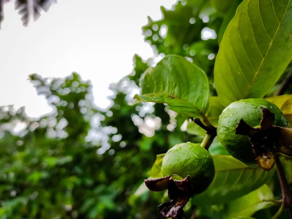 Indiai Guava Gyümölcs Esőcseppek Hullanak Erre Gyümölcsre Egy Esős Napon — Stock Fotó