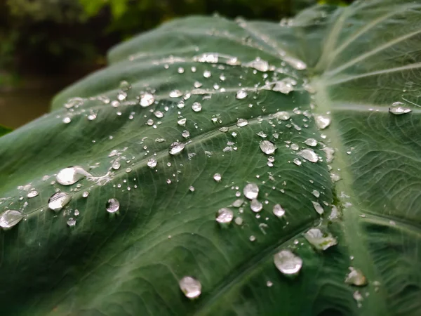 Some Rain Drops Fall Green Leaf — Stock Photo, Image