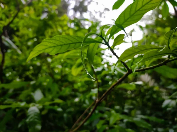 Krople Deszczu Spadają Mały Zielony Liść Porze Deszczowej — Zdjęcie stockowe