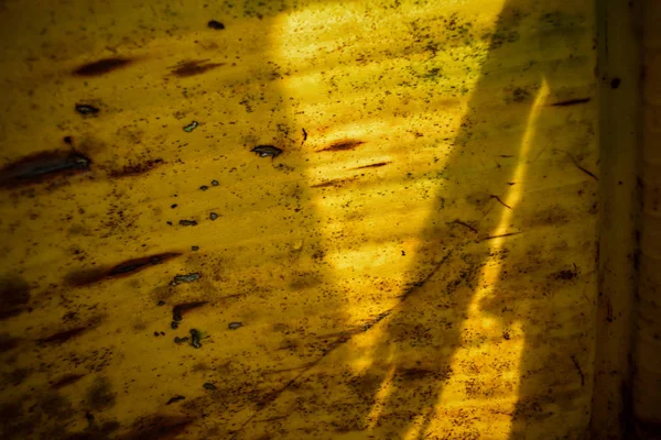 Esta Folha Banana Iluminada Amarela Pela Manhã — Fotografia de Stock