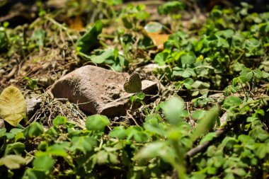 Pseudozizeeria maha, Güney Asya 'da Lycaenids ya da blues familyasına ait küçük bir kelebek türü..