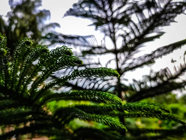 Growing Small Pine Branch Macro Shot — 스톡 사진