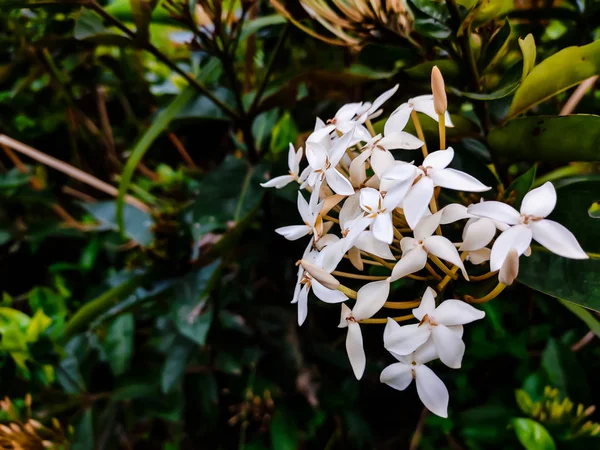 Dies Ist Eine Weiße Kleine Asiatische Blume Makroaufnahme — Stockfoto