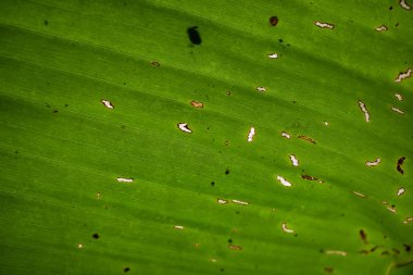 Bu açık yeşil bir muz yaprağı. Gündüz vakti arka tarafta..