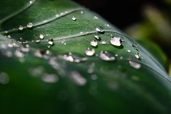 Some Rain Drops Fall Taro Leaves Morning — Stock Photo, Image