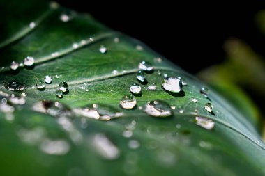 Bazı yağmur damlaları sabah taro yapraklarına düşer..
