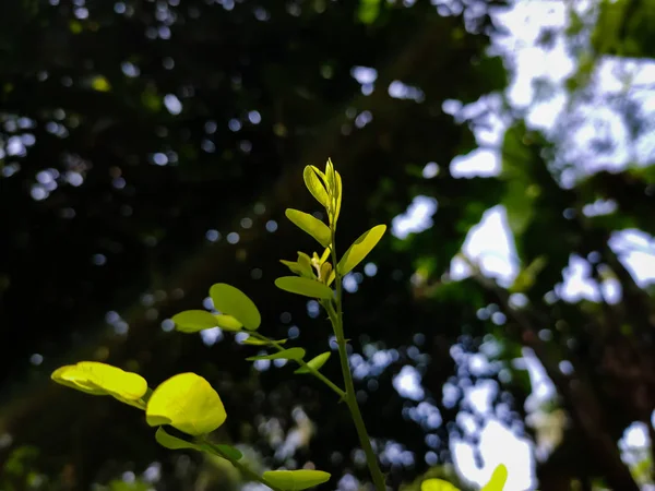 식물의 내리쬐다 — 스톡 사진