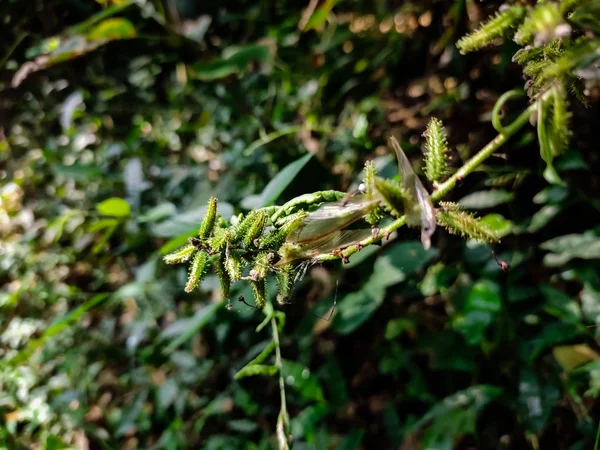 Plumbago Zeylanica Κοινώς Γνωστό Ceylon Leadwort Doctoebush Wild Leadwort Είναι — Φωτογραφία Αρχείου