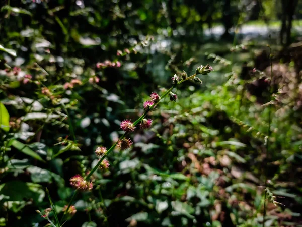 Esta Una Pequeña Flor Hierba Silvestre Rosa Temporada Verano — Foto de Stock