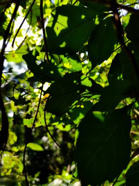 Sabah güneşi bazı vahşi ağaç yapraklarını aydınlattı..