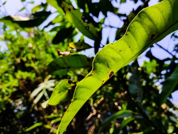 Hoja Mango Vieja Iluminada Por Sol Mañana — Foto de Stock