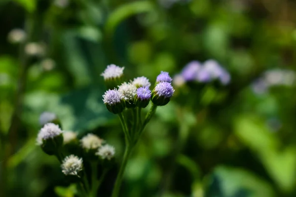 Ageratum conyzoides is native to Tropical America, especially Brazil, and considered an invasiva weed in many other regions.