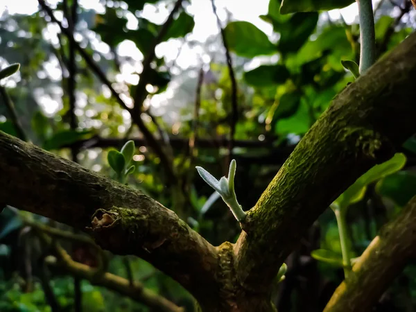 Ein Kleiner Wachsender Ast Eines Baumes Der Morgen Angeschossen Wurde — Stockfoto