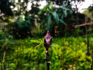 Okra, Abelmoschus esculentus, birçok İngilizce konuşan ülkede bayan parmağı veya ochro olarak bilinir, Mallow familyasından bir çiçek bitkisidir..