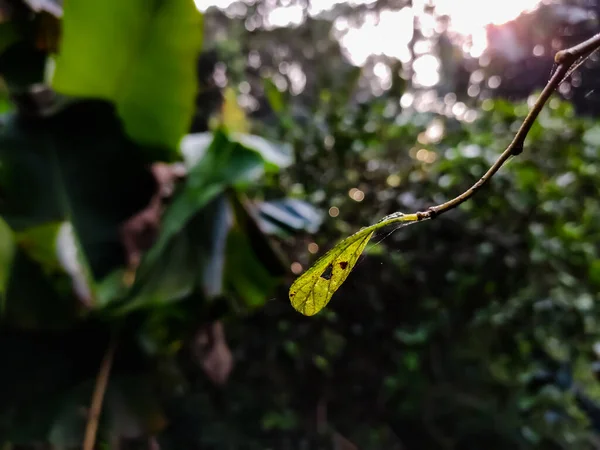 Est Feuille Ziziphus Mauritiana Également Connu Sous Nom Date Chinoise — Photo