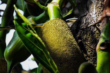 Jackfruit, incir, dut ve ekmek meyvesi familyasından bir ağaç türüdür..