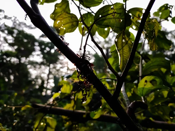 Some Ants Running Tree Trunks Morning Sunlight Falls Those Branches — Stock Photo, Image