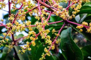 Mangifera indica, Anacardiaceae, Anacardiaceae familyasından bir bitki türü..