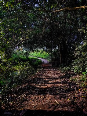 Bambu ormanından geçen dar bir toprak yol..