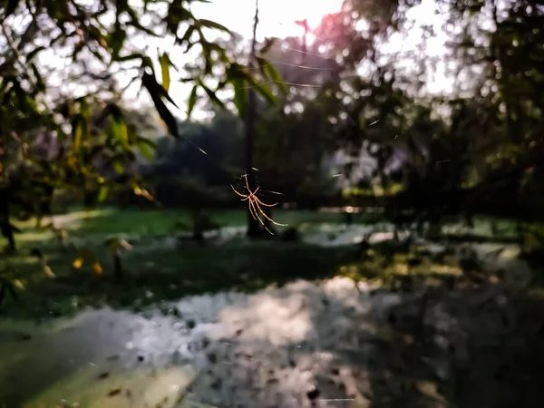 Nephila Pilipes Вид Золотистого Паутинного Шара Можно Найти Японии Китае — стоковое фото