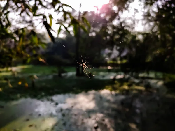 Nephila Pilipes Вид Золотистого Паутинного Шара Можно Найти Японии Китае — стоковое фото