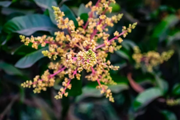 Mangifera Indica Obecně Známý Jako Mango Druh Kvetoucí Rostlina Sumaku — Stock fotografie