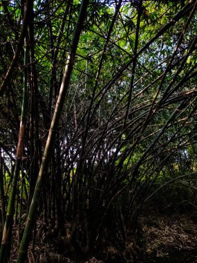 Bu yaz mevsiminde Hindistan 'daki Asya bambu ağacı..