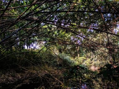 Bu yaz mevsiminde Hindistan 'daki Asya bambu ağacı..