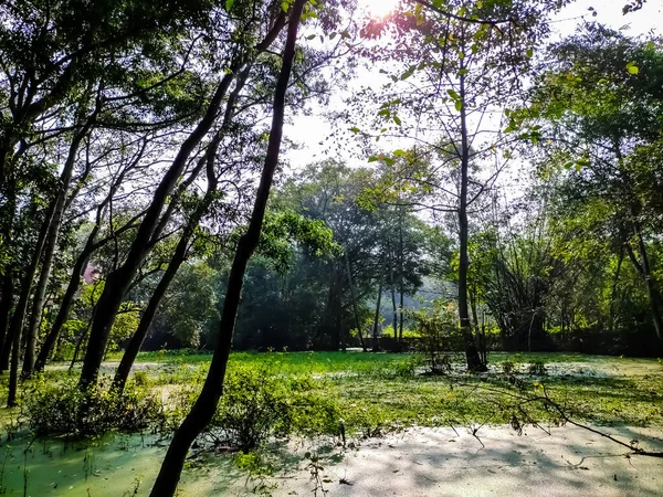 这是一片由桉树和竹树组成的森林 淹没在脏水里 — 图库照片