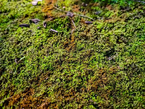 Moose Sind Kleine Blütenlose Pflanzen Die Typischerweise Dichte Grüne Horste — Stockfoto
