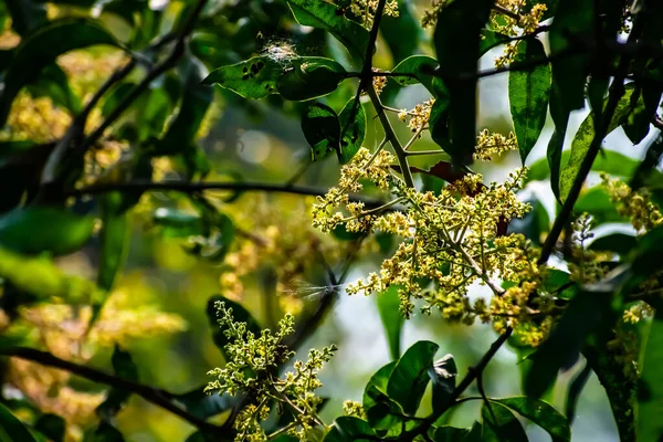 Mangifera Indica Vanligen Känd Som Mango Art Blommande Växt Sumak — Stockfoto