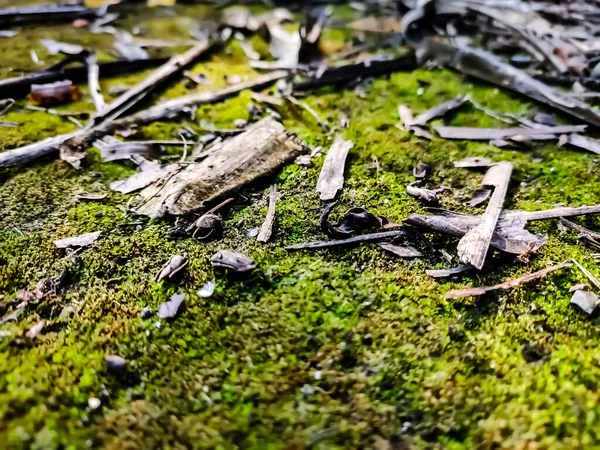 椰子叶的一些干燥部分落在点燃的绿色苔藓上 — 图库照片