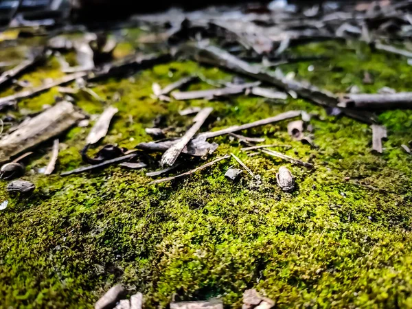 Cascada Fondo Pantalla Aire Libre Río Algas Exuberante Flora Madera — Foto de Stock