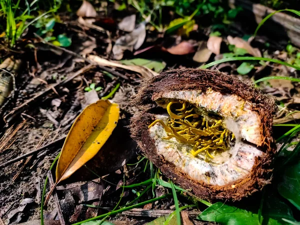 Calocera Cornea Jelly Fungus Grows Decaying Wood — Stock Photo, Image